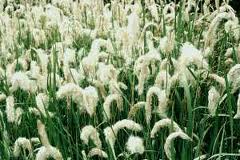 Lalang Grass Rhizome Extract