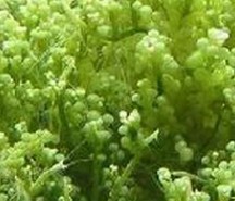 Seaweed mucopolysaccharides